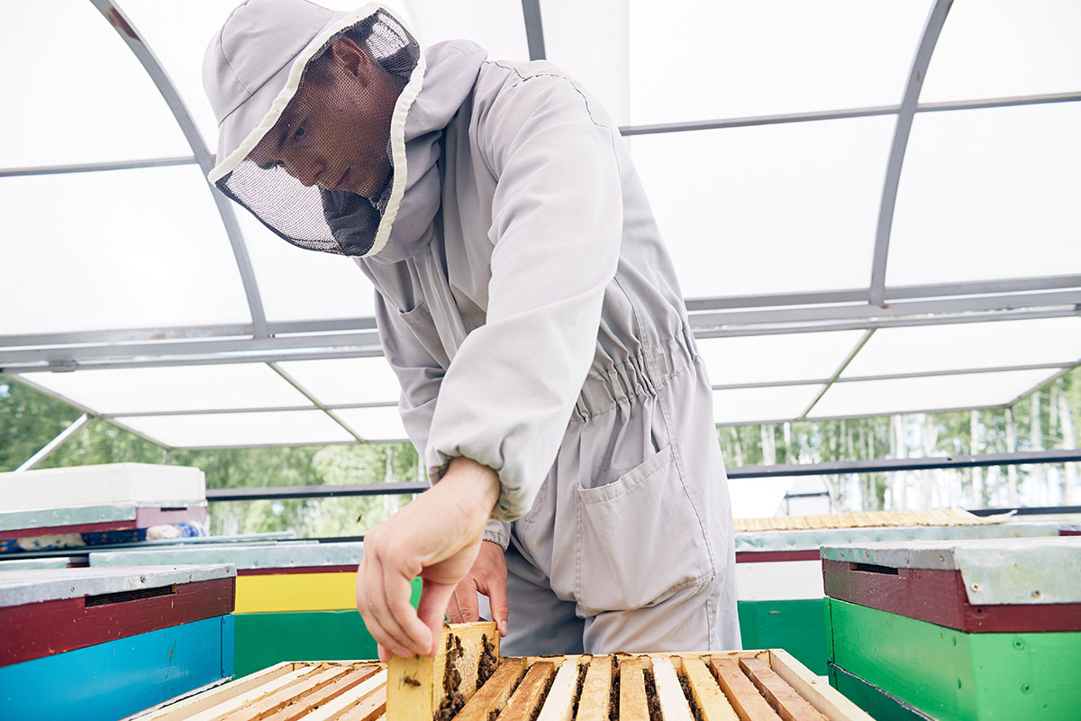 young-beekeeper-working-in-apiary-2021-04-02-23-20-32-utc-1.jpg